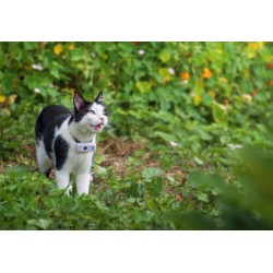 GPS Tracker Katze